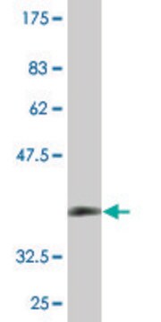 Monoclonal Anti-ZDHHC13 antibody produced in mouse clone 2A4, purified immunoglobulin, buffered aqueous solution