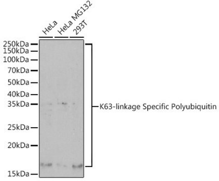 Anti-K63-linkage Specific Polyubiquitin antibody produced in rabbit