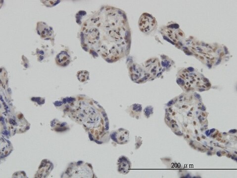 Monoclonal Anti-RUNX2 antibody produced in mouse clone 4D5, purified immunoglobulin, buffered aqueous solution