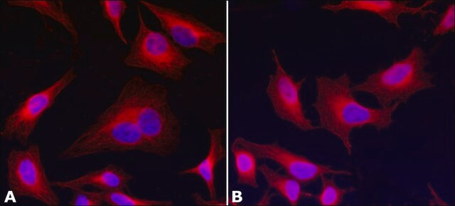 抗 &#945;-微管蛋白抗体，小鼠单克隆 clone AA13, purified from hybridoma cell culture