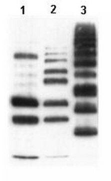 Anticorpo anti-proteine ubiquitinilate, clone FK1 clone FK1, Upstate&#174;, from mouse