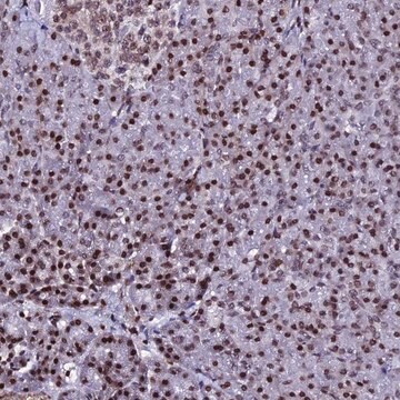 Anty-H2AFX Prestige Antibodies&#174; Powered by Atlas Antibodies, affinity isolated antibody, buffered aqueous glycerol solution