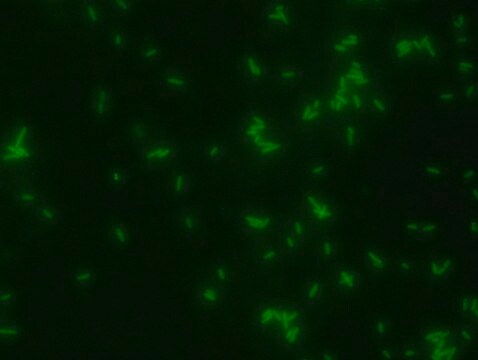 FITC Labeled D-Alanine Suitable for bacterial labeling