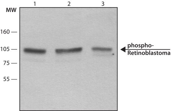 モノクロナール抗リン酸化-網膜芽細胞腫 (pSer795) マウス宿主抗体 ~2&#160;mg/mL, clone RB-10, purified immunoglobulin, buffered aqueous solution