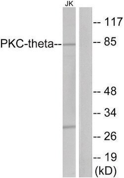 Anti-PKC THET antibody produced in rabbit affinity isolated antibody