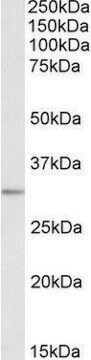 Anti-MAPRE3 antibody produced in goat affinity isolated antibody, buffered aqueous solution