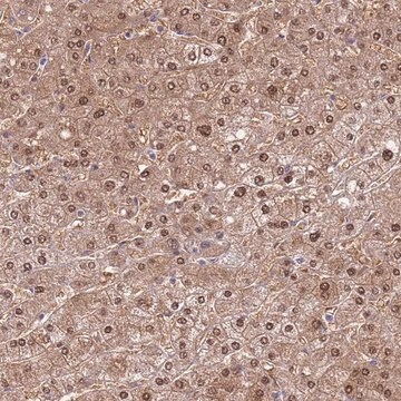 Anti-SEPHS2 antibody produced in rabbit Prestige Antibodies&#174; Powered by Atlas Antibodies, affinity isolated antibody, buffered aqueous glycerol solution