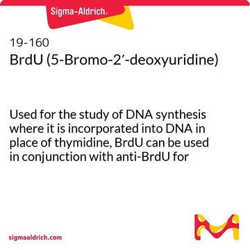 BrdU (5-Brom-2&#8242;-desoxyuridin) Used for the study of DNA synthesis where it is incorporated into DNA in place of thymidine, BrdU can be used in conjunction with anti-BrdU for immunocytochemical analysis of cell proliferation.