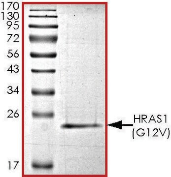 HRAS1 (G12V) Protein recombinant