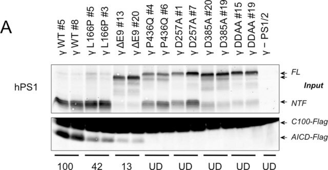 抗早老素1抗体（NT，克隆hPS1-NT） culture supernatant, clone hPS1-NT, Chemicon&#174;