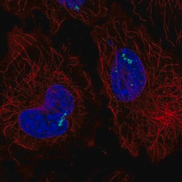 Anti-RORC antibody produced in rabbit Prestige Antibodies&#174; Powered by Atlas Antibodies, affinity isolated antibody