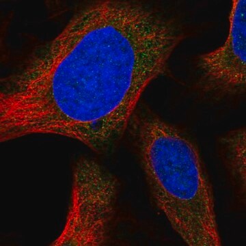 抗ORAI1抗体 ウサギ宿主抗体 Prestige Antibodies&#174; Powered by Atlas Antibodies, affinity isolated antibody