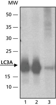 Anti-LC3A antibody produced in rabbit ~1&#160;mg/mL, affinity isolated antibody, buffered aqueous solution