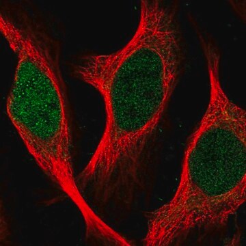 Anti-SGO2 antibody produced in rabbit Prestige Antibodies&#174; Powered by Atlas Antibodies, affinity isolated antibody