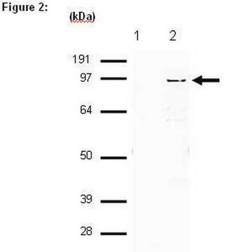 RIPAb+ SUZ12 - RIP Validated Antibody and Primer Set from mouse