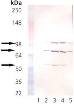 Maus Anti-KDEL-mAb (10C3) liquid, clone 10C3, Calbiochem&#174;