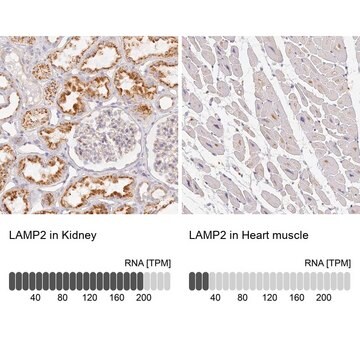 抗LAMP2抗体 ウサギ宿主抗体 Prestige Antibodies&#174; Powered by Atlas Antibodies, affinity isolated antibody, buffered aqueous glycerol solution