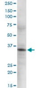 Anti-GSTO2 antibody produced in rabbit purified immunoglobulin, buffered aqueous solution