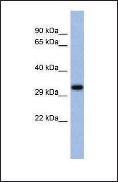 Anti-USF1 antibody produced in rabbit affinity isolated antibody