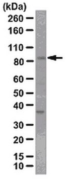 Anti-FOXO3a/FKHRL1 Antibody Upstate&#174;, from rabbit