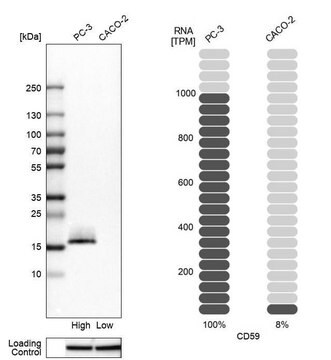 抗CD59抗体 ウサギ宿主抗体 Prestige Antibodies&#174; Powered by Atlas Antibodies, affinity isolated antibody, buffered aqueous glycerol solution