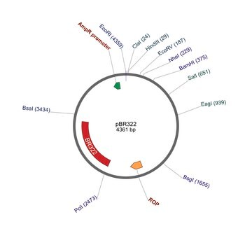 PBR322 - PBR322 低拷贝克隆载体 plasmid vector for molecular cloning