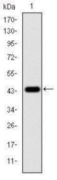 Monoclonal Anti-MAPK3 antibody produced in mouse clone 1E5, ascites fluid