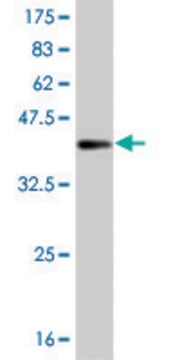 ANTI-BRAF antibody produced in mouse clone 1F2, purified immunoglobulin, buffered aqueous solution