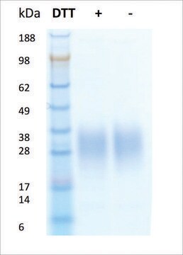 IL-3 human recombinant, expressed in HEK 293 cells, &#8805;95% (SDS-PAGE)