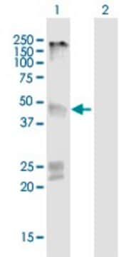 Anti-GPR151 antibody produced in mouse purified immunoglobulin, buffered aqueous solution