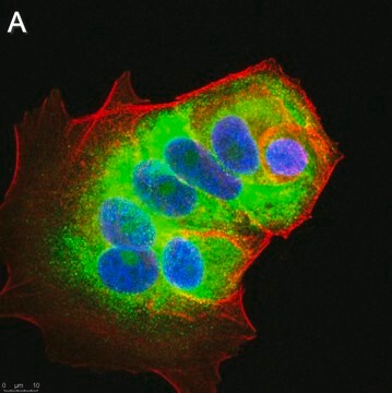 Anti-LINE-1 ORF1p Antibody, clone 4H1 ZooMAb&#174; Mouse Monoclonal recombinant, expressed in HEK 293 cells