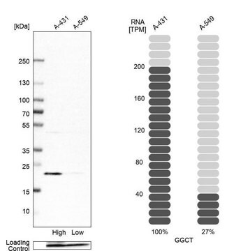 Anti-GGCT antibody produced in rabbit Prestige Antibodies&#174; Powered by Atlas Antibodies, affinity isolated antibody, buffered aqueous glycerol solution