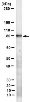 Anti-Transglutaminase-2 Antibody, FN binding domain Antibody, clone 4G3 clone 4G3, from mouse