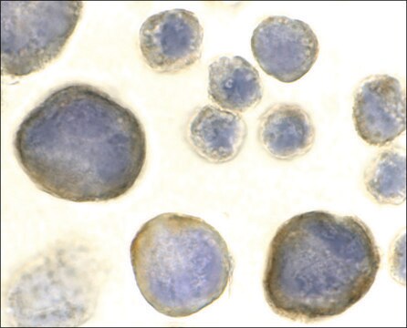 抗-CXCR4 兔抗 IgG fraction of antiserum, buffered aqueous solution