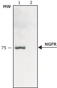 抗神経成長因子レセプター(NGFR p75) ウサギ宿主抗体 affinity isolated antibody, buffered aqueous solution