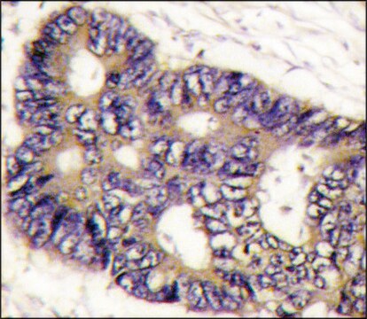 Anti-FUCA2 (C-term) antibody produced in rabbit IgG fraction of antiserum, buffered aqueous solution