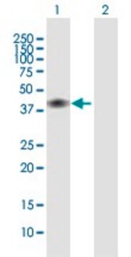 Anti-CD28 antibody produced in mouse purified immunoglobulin, buffered aqueous solution