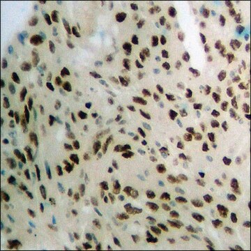 Anti-phospho-POLR2A (pSer1619) antibody produced in rabbit affinity isolated antibody