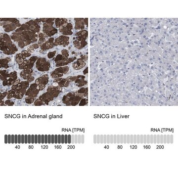 Anti-SNCG antibody produced in rabbit Prestige Antibodies&#174; Powered by Atlas Antibodies, affinity isolated antibody, buffered aqueous glycerol solution