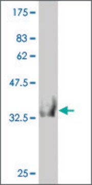 Monoclonal Anti-HOOK2 antibody produced in mouse clone 1E10, purified immunoglobulin, buffered aqueous solution