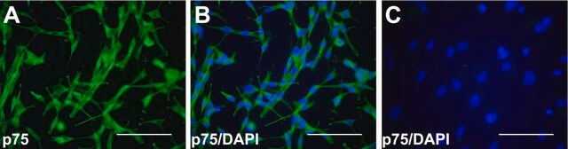 Anti-Nervenwachstumsfaktorrezeptor-Antikörper, extrazellulär, Klon&nbsp;192-IgG clone 192-IgG, Chemicon&#174;, from mouse