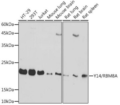 Anti-Y14/RBM8A Antibody, clone 5K5E6, Rabbit Monoclonal