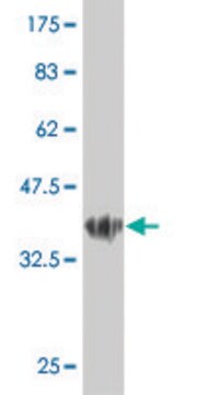 ANTI-GUCY2C antibody produced in mouse clone 3C2, purified immunoglobulin, buffered aqueous solution