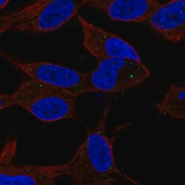 Anti-SPHK2 antibody produced in rabbit Prestige Antibodies&#174; Powered by Atlas Antibodies, affinity isolated antibody