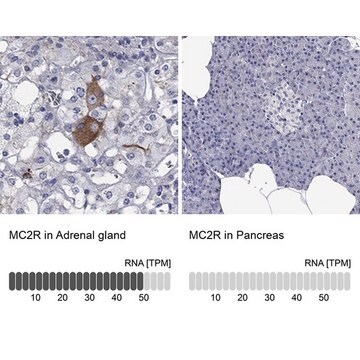 Anti-MC2R antibody produced in rabbit Prestige Antibodies&#174; Powered by Atlas Antibodies, affinity isolated antibody, buffered aqueous glycerol solution