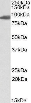 Anti-ACO2 antibody produced in goat affinity isolated antibody, buffered aqueous solution