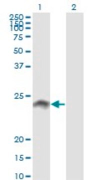 Monoclonal Anti-WISP2 antibody produced in mouse clone 3D10, purified immunoglobulin, buffered aqueous solution