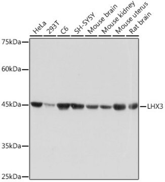 Anti-LHX3 Antibody, clone 0F3J8, Rabbit Monoclonal