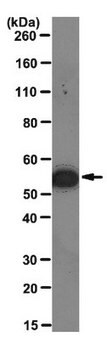 Przeciwciało przeciw wimentynie, klon 3CB2 clone 3CB2, from mouse