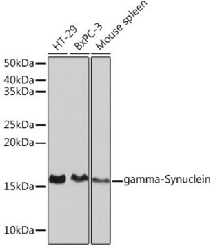 Anti-gamma-Synuclein Antibody, clone 4A0F4, Rabbit Monoclonal